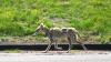 PICTURES/Wind Cave National Park/t_Mangey Coyote1.JPG